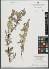 Foto von Salix salviifolia Brot.